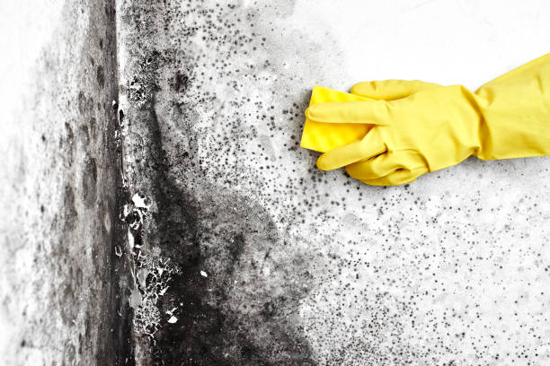 Best Crawl Space Mold Removal  in Watkins Glen, NY