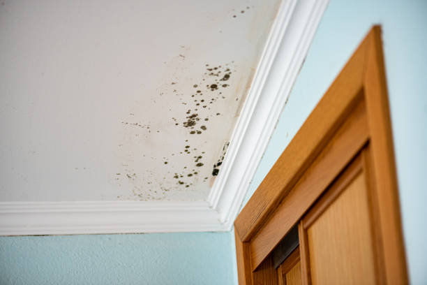 Best Mold Damage Repair  in Watkins Glen, NY