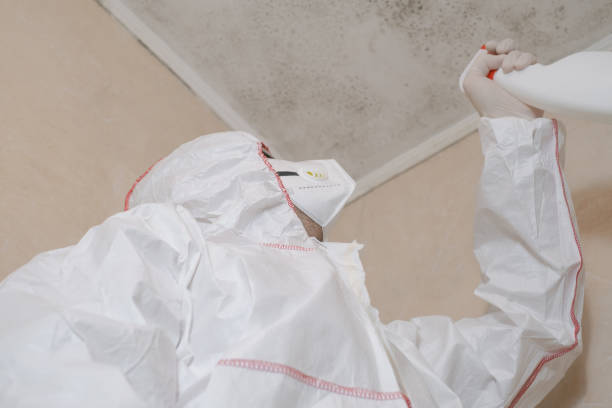 Best Toxic Mold Removal  in Watkins Glen, NY