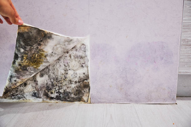 Best Attic Mold Removal  in Watkins Glen, NY